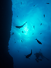 Filename=C180229.jpg
Filesize=273KiB
Dimensions=750x1000
Date added=Sep 07, 2015 C180229.jpg