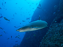 Filename=C180252.jpg
Filesize=385KiB
Dimensions=1000x750
Date added=Sep 07, 2015 C180252.jpg