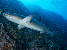 Filename=C180259.jpg
Filesize=525KiB
Dimensions=1000x750
Date added=Sep 07, 2015 C180259.jpg