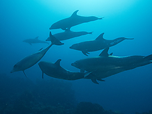 Filename=C200335.jpg
Filesize=233KiB
Dimensions=1000x750
Date added=Sep 07, 2015 C200335.jpg