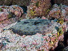 Filename=C210504.jpg
Filesize=853KiB
Dimensions=1000x750
Date added=Sep 07, 2015 C210504.jpg