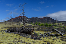D810_4544-1_tm.jpg