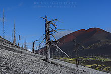 D810_4555-2_tm.jpg
