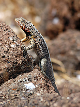 DSC_0094_1.jpg