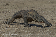 DSC_2212-1_tm.jpg
