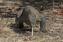 DSC_2275-1_tm.jpg