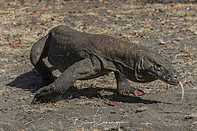 DSC_2316-1_tm.jpg