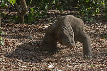 DSC_6512-1_tm.jpg
