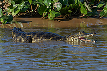 DSC_7961_tm.jpg