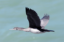 Filename=DSC_0303.jpg
Filesize=225KiB
Dimensions=1000x664
Date added=Sep 07, 2015 DSC_0303.jpg
