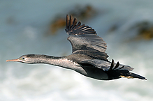 Filename=DSC_0351.jpg
Filesize=252KiB
Dimensions=1000x664
Date added=Sep 07, 2015 DSC_0351.jpg