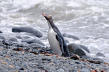 Filename=DSC_0368.jpg
Filesize=217KiB
Dimensions=1000x664
Date added=Sep 07, 2015 DSC_0368.jpg