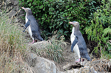 Filename=DSC_0379.jpg
Filesize=281KiB
Dimensions=1000x664
Date added=Sep 07, 2015 DSC_0379.jpg